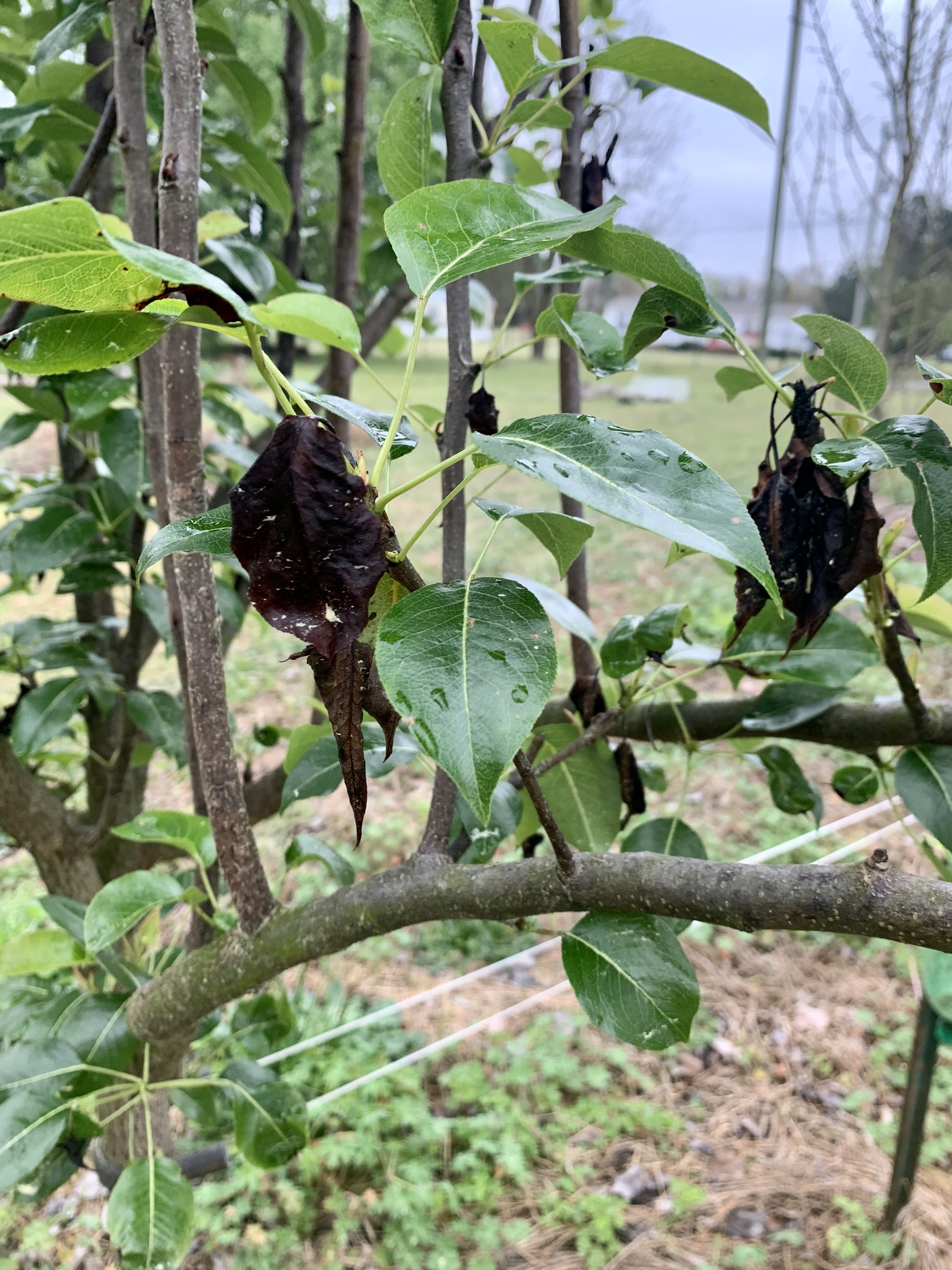 Garden Update